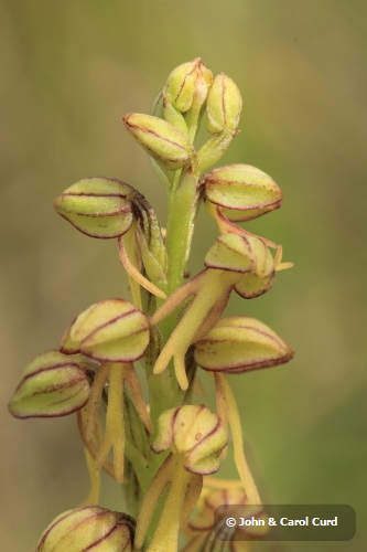 _MG_1602 Man Orchid.JPG